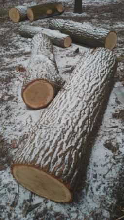 drewno dąb na sprzedaż