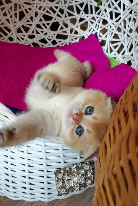 Очень ласковые и ручные малыши, котята золотая шиншилла