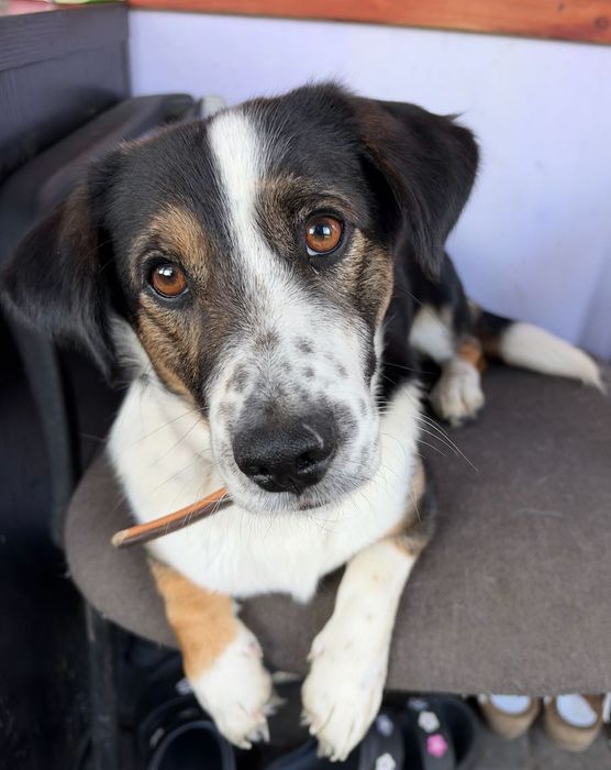 Leoś super psiak do adopcji
