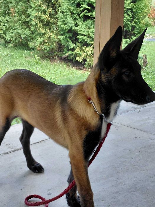 Owczarek belgijski malinois