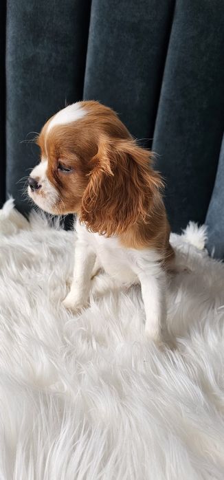 Cavalier King Charles spaniel