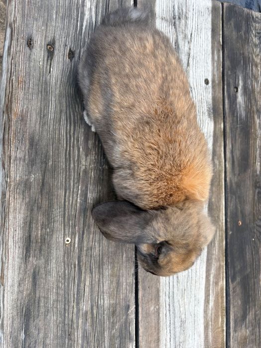 Baran Francuski samiec