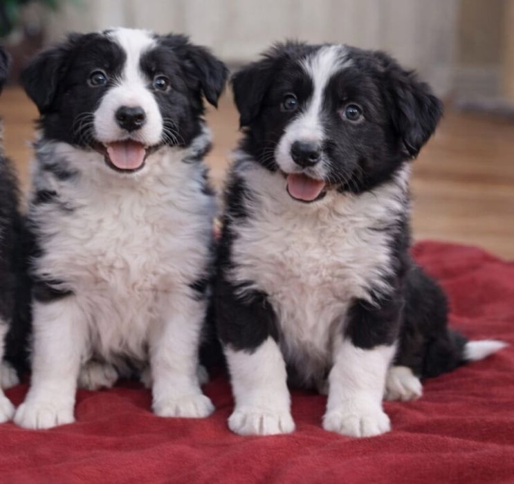Border Collie piesek