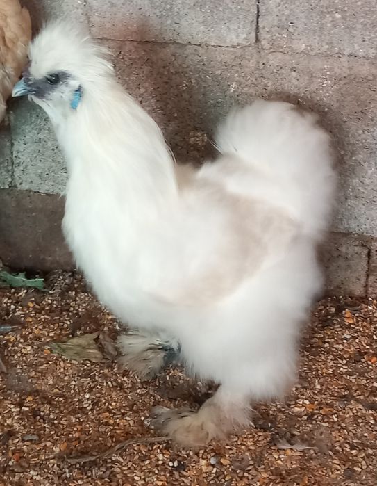 3 machos para mudar de capoeiro e alguns pintos.