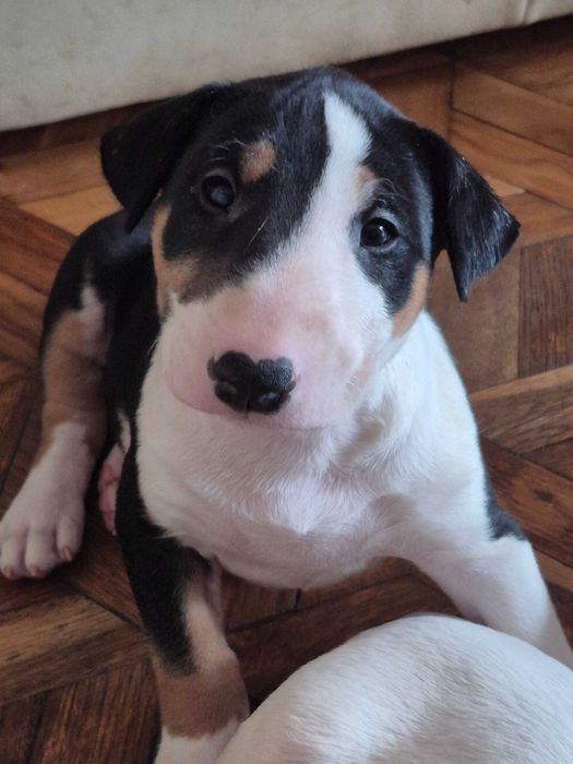 Bulterier standard, suczka tricolor , rodowód ZKwP