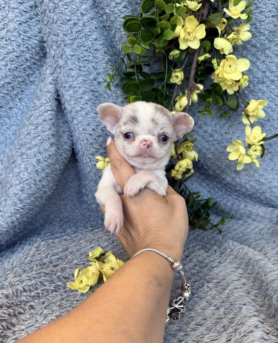 Excecional super mini menina  Chihuahua/Chiuaua ,Qualidade
