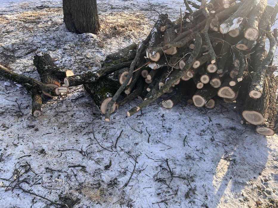 Drzewo pociete dąb