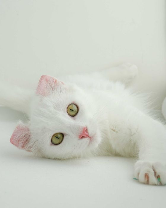 Biała kotka Amerykański Curl Długowłosy * FIFe * Zakręcone uszka