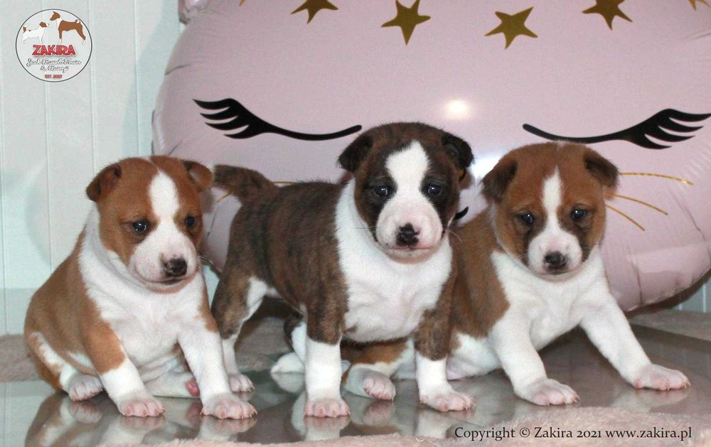 Szczenię Basenji po Multi Championie, WIOSNA-LATO 2026, ZAKIRA FCI