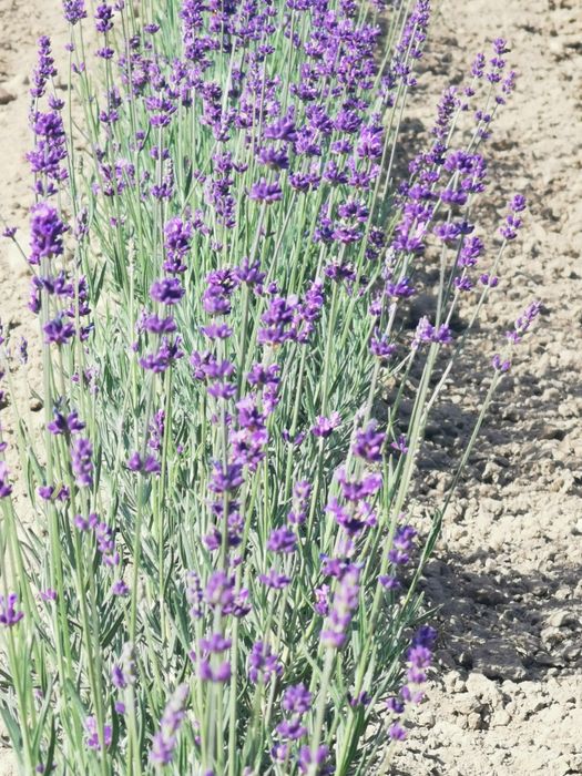 Lawenda Hidcote Blue doniczka p9 i z gruntu 6zł