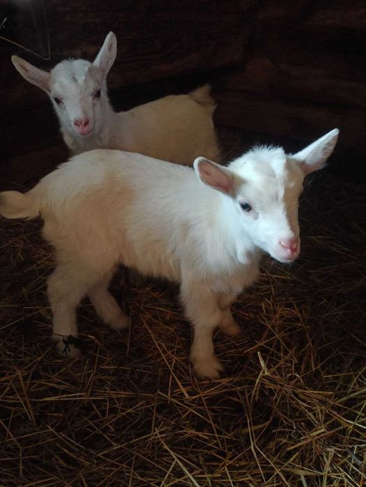 Продається козичка і козлик