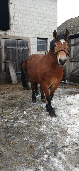 Sprzedam dwie  zrebice