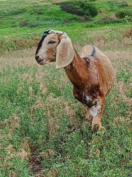 Англонубійскі кози