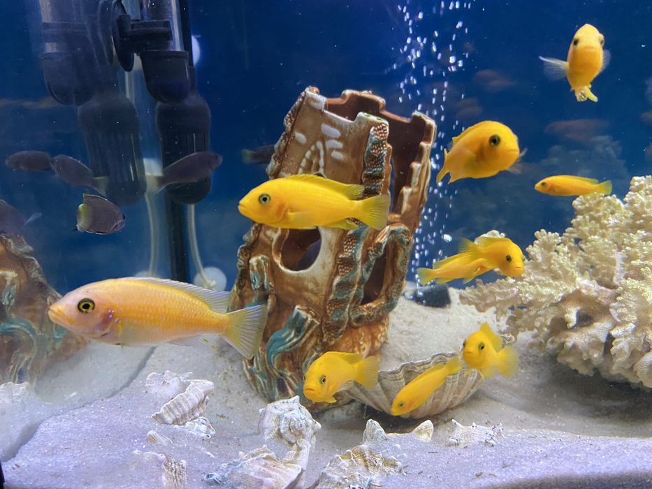 Цихліди африканські (підлітки)