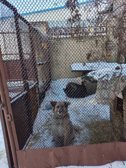 Ищем семью для собаки