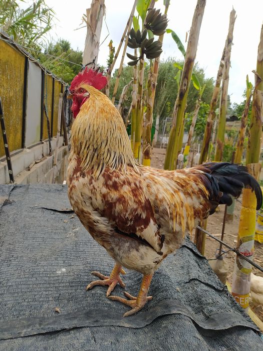 Ovos GALADOS Galinhas do campo