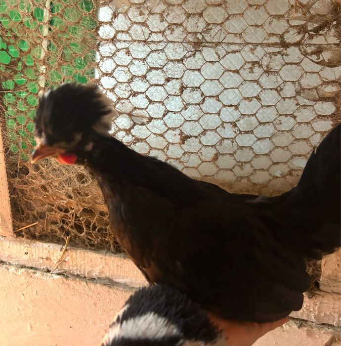 Młode koguty zielononóżki i czubatka