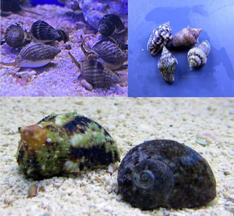 Slimaki do akwarium morskiego Turbo, Columbella, Nassarius