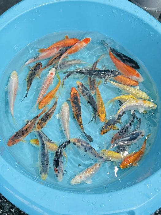 Carpas Koi 9-12cm – Qualidade Garantida com Envio Seguro!