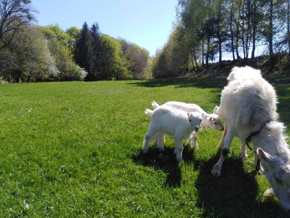 Продамо козеняток