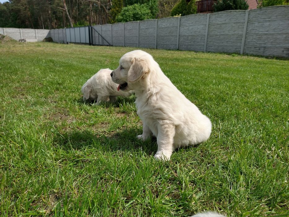 Golden Retriever   Rodowód