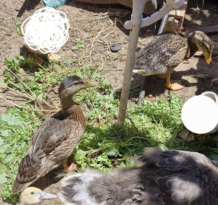 Patos bravos juvenis