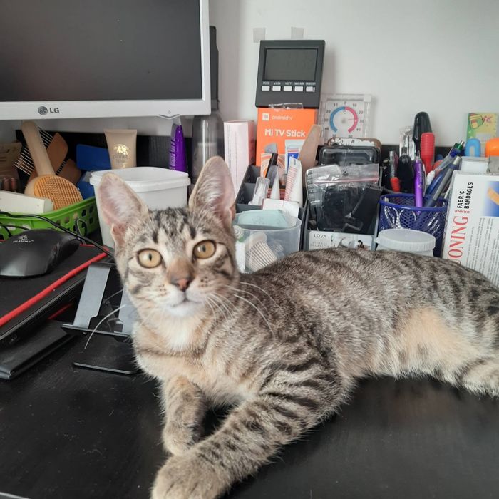 Котик у добрі руки