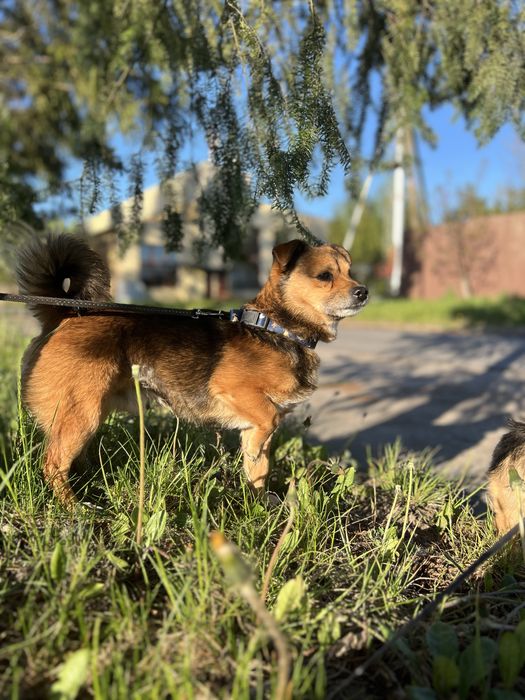 Do adopcj maly psiak Dolar