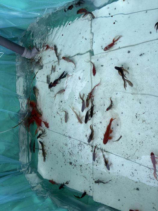 Ryby do oczka wodnego