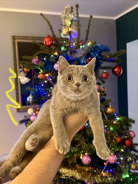 Kot  brytyjski liliowy FPL/ FIFe