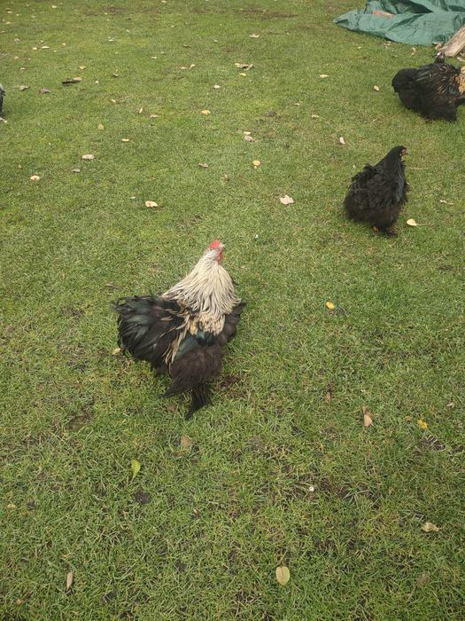 Kochina miniatura koguty