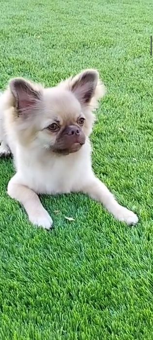 Хлопчик довгошерстний шукає родину