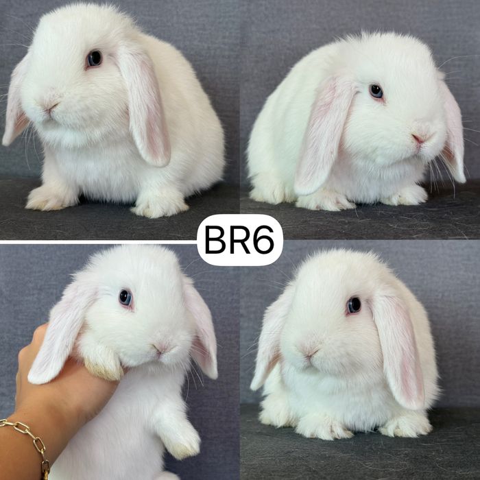 Królik Baranek Miniaturka MINI LOP