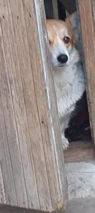 Вельш корги пемброк