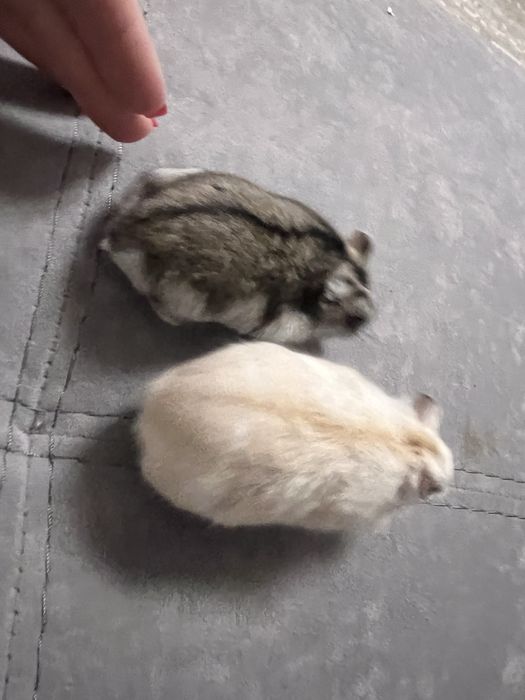 Хомячки джунгарики