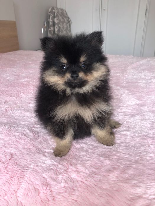 Lulu da Pomerânia Mini Macho
