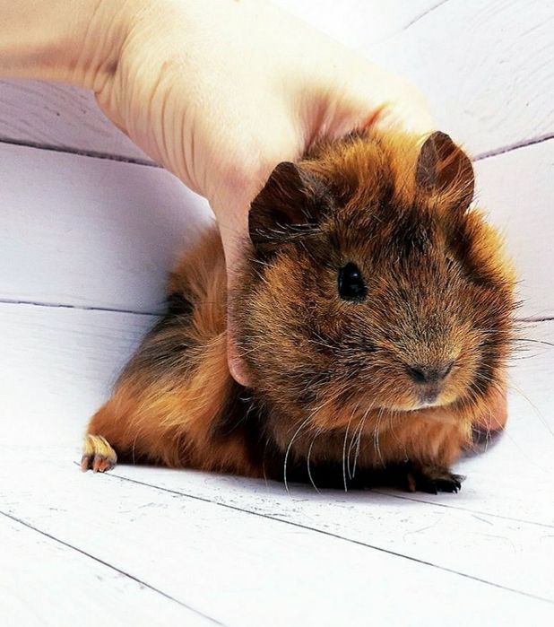 Морська свинка,морская свинка,морські свинки,морские свинки