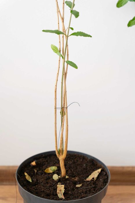 Drzewko owocowe Granatu - GRANATOWIEC WŁAŚCIWY 85cm