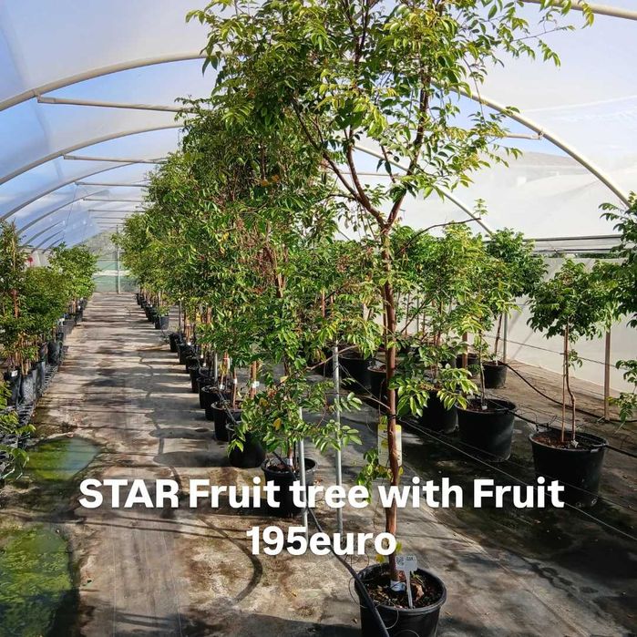 Tropical fruit and trees / Fruta Tropical e plants