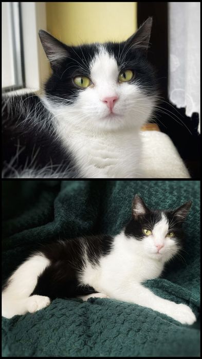 Łagodny Tokio szuka miłości :)