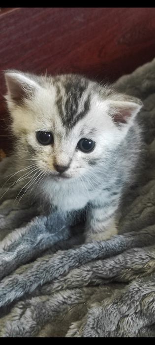Кошенята метиси Египецька Мао і тато евідомий..