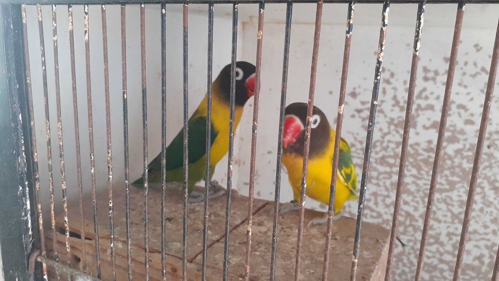 Agapornis personata  casal