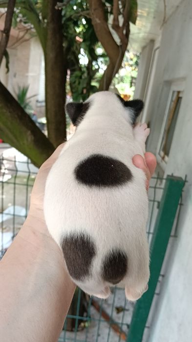 bulldog francês pirata