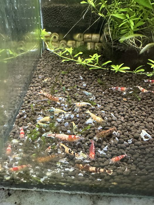 Krewetki cardina hybrydy mix