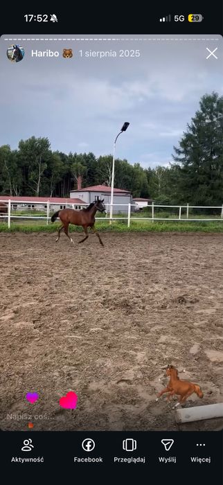 Wysoki dwuletni ogierek