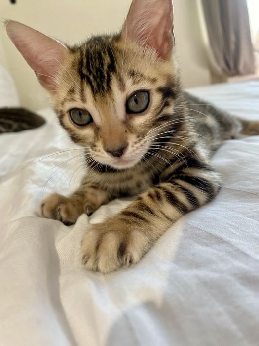 Шикарные бенгалы