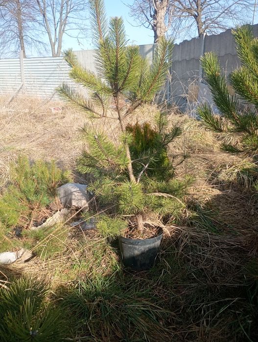 Sadzonki czarnej sosny