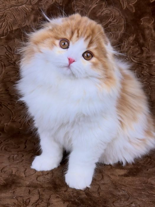 Висловухий шотландський хлопчик, гарне кошеня.