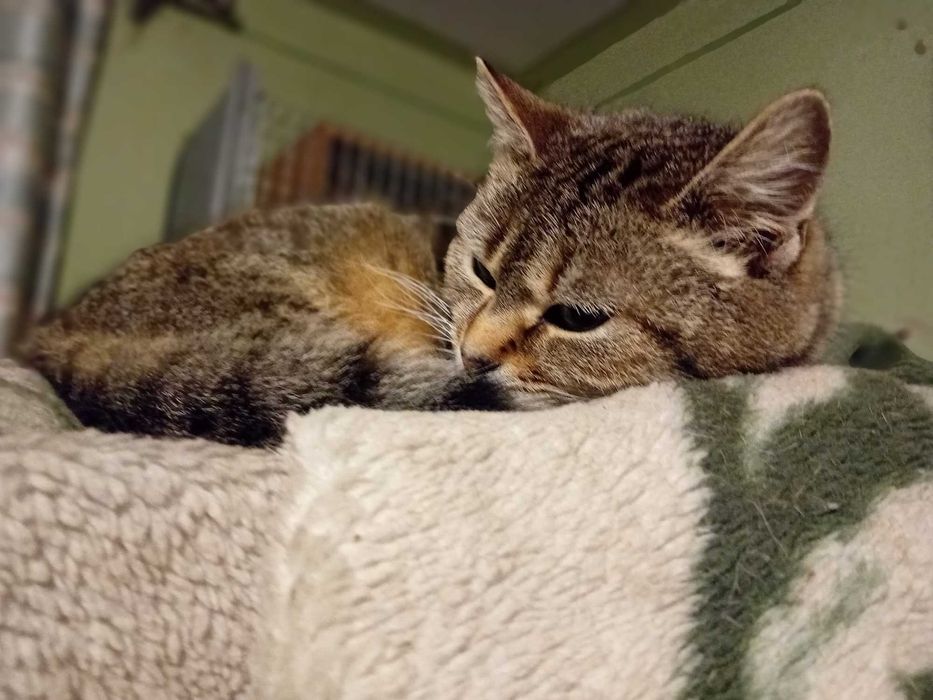 Rukola czeka na swój wymarzony domek