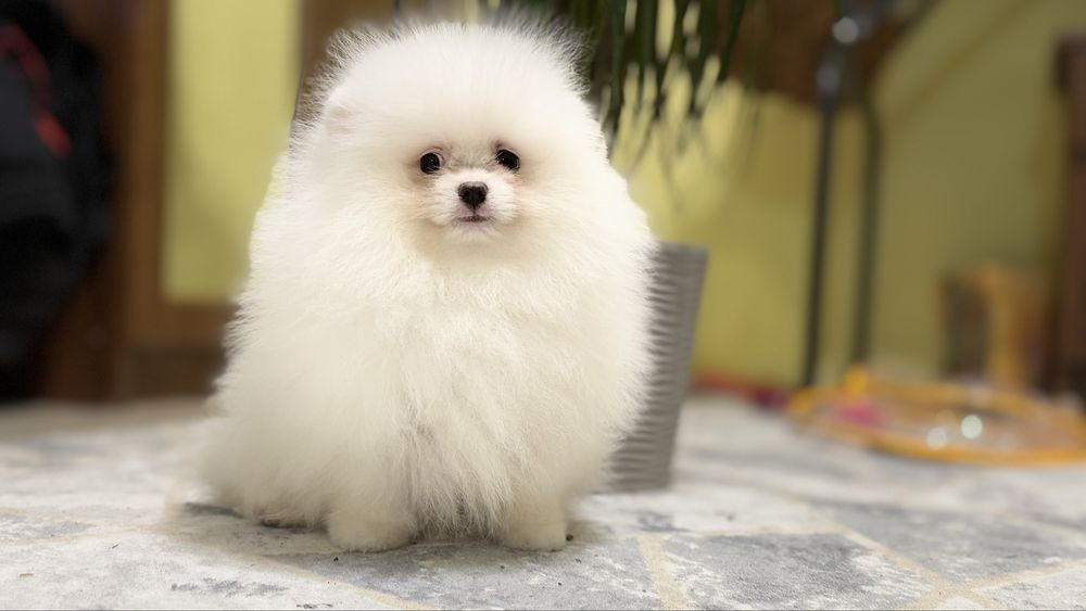 Милий Хлопчик померанчик
